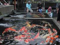 Keren! Indonesia Jadi Eksportir Ikan Hias Terbesar Kedua di Dunia