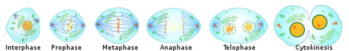 Proses Pembelahan Sel Secara Mitosis, Ini Tahap Biology Diagrams