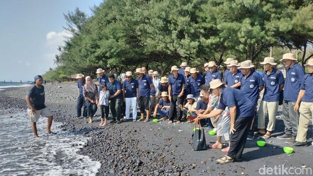 puluhan tukik dilepasliarkan di pantai watudodol