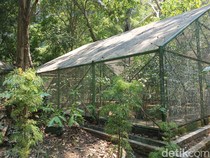 Penangkaran Kupu-kupu di Maros Dikritik, Bangunan Beton Bisa Ganggu Populasi