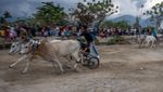Serunya Tradisi Karapan Sapi di Sigi