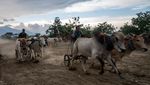 Serunya Tradisi Karapan Sapi di Sigi