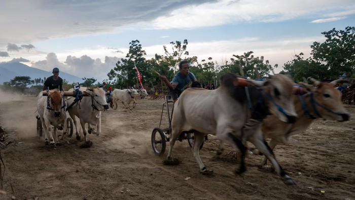 Peserta memacu sapinya pada lomba karapan sapi di Desa Tinggede, Sigi, Sulawesi Tengah, Minggu (12/11/2023). Selain menjadi bentuk ungkapan syukur atas usainya panen, acara tersebut juga menjadi wahana merekatkan silaturahmi antarkelompok masyarakat dari desa-desa sekitarnya. ANTARA FOTO/Basri Marzuki/aww.