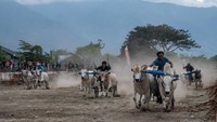 Peserta memacu sapinya pada lomba karapan sapi di Desa Tinggede, Sigi, Sulawesi Tengah, Minggu (12/11/2023).