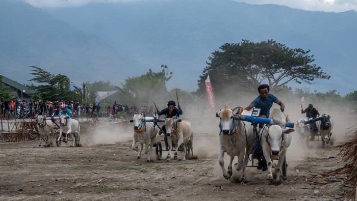 Tradisi karapan sapi di Sigi Peserta memacu sapinya pada lomba karapan sapi di Desa Tinggede, Sigi, Sulawesi Tengah, Minggu (12/11/2023). Selain menjadi bentuk ungkapan syukur atas usainya panen, acara tersebut juga menjadi wahana merekatkan silaturahmi antarkelompok masyarakat dari desa-desa sekitarnya. ANTARA FOTO/Basri Marzuki/aww.