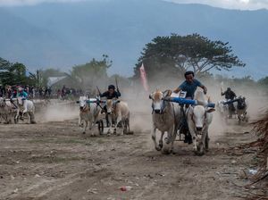 Serunya Tradisi Karapan Sapi di Sigi