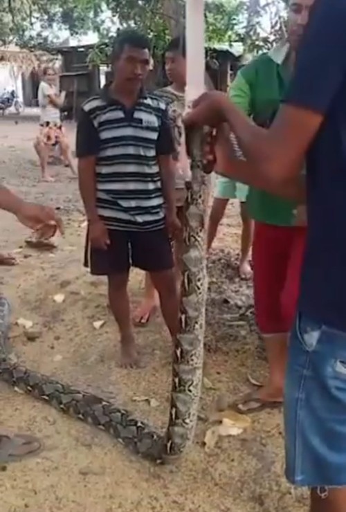 Warga menyembelih dan menguliti ular piton yang ditemukan di bawah Jembatan Liliba Kupang.