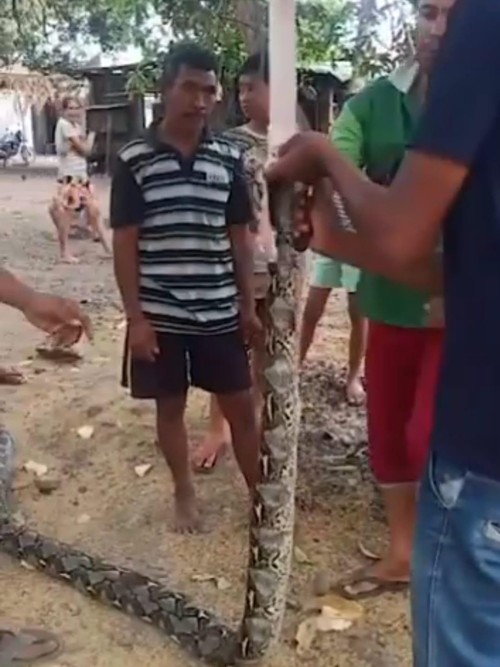 Warga menyembelih dan menguliti ular piton yang ditemukan di bawah Jembatan Liliba Kupang.