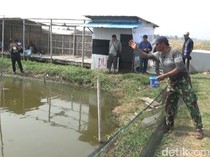 Undip Beri Bibit Nila Salin ke Turunrejo Kendal, Ini Keunggulannya