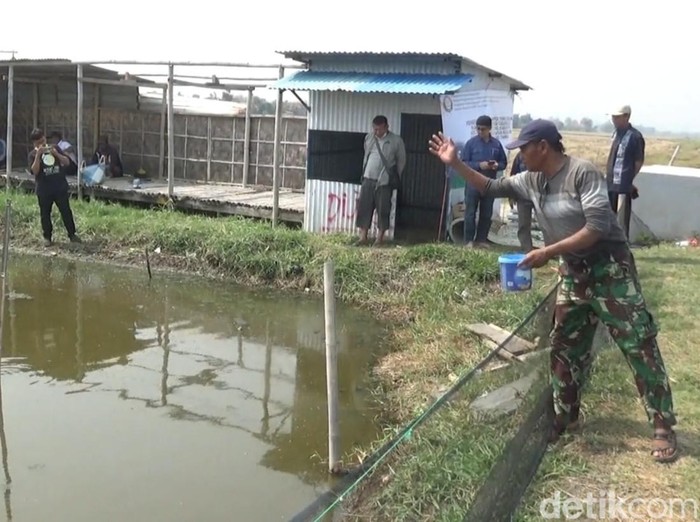 Aspari, pembudidaya Ikan nIla salin di Desa Turunrejo, Kecamatan Brangsong, Kabupaten Kendal. Diunggah Senin (13/11/2023).