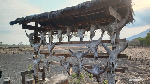 Baluran, Little Africa in Java, yang Wajib Kalian Kunjungi