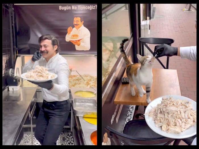 Banjir Pujian! Chef Ini Racik Nasi Ayam Enak Buat Kucing Jalanan