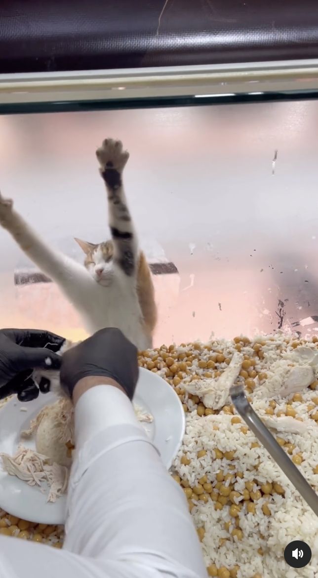 Banjir Pujian! Chef Ini Racik Nasi Ayam Enak Buat Kucing Jalanan