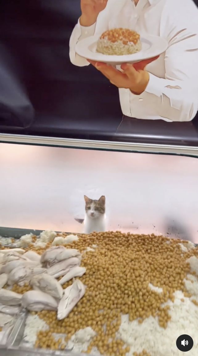 Banjir Pujian! Chef Ini Racik Nasi Ayam Enak Buat Kucing Jalanan