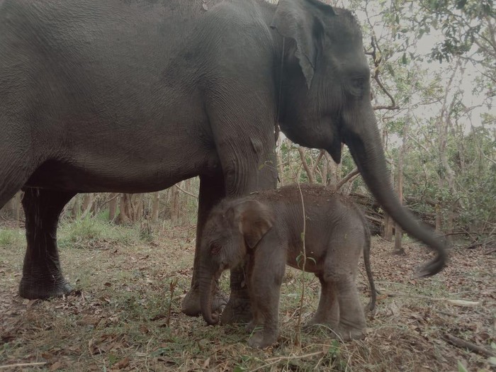 Bayi gajah di Taman Nasional Way Kambas.