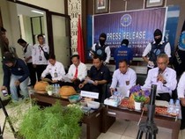 BNN Tana Toraja Bongkar Budi Daya Ganja di Rumah Warga, 1 Orang Ditangkap