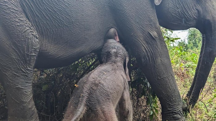 Gajah lahir di Taman Nasional Way Kambas.