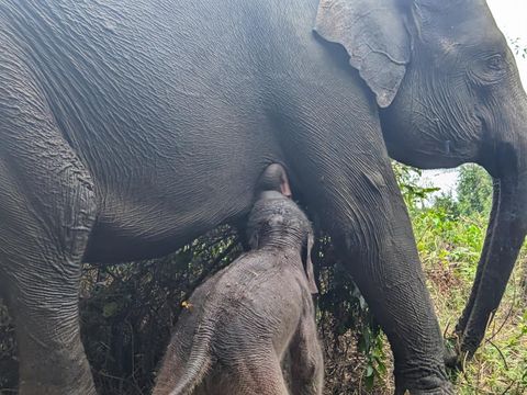 Gajah lahir di Taman Nasional Way Kambas.