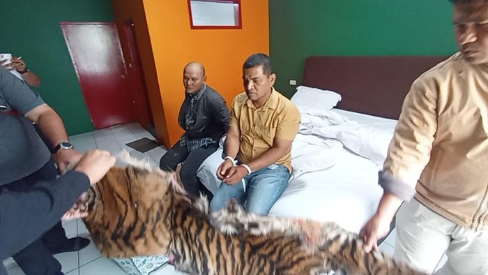 Kedua pelaku penjualan kulit harimau dan sisik trenggiling saat diamankan di Padang Sidimpuan. (Foto: Dok. Polda Sumut)./