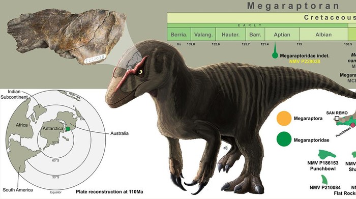 Kotevski et al. melaporkan fosil dinosaurus megaraptor pertama yang bukan dari gigi. Kotevski et al., doi: 10.1016/j.cretres.2023.105769
