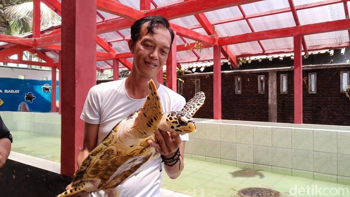 Kurdy pengelola pelestarian penyu di Pangandaran.