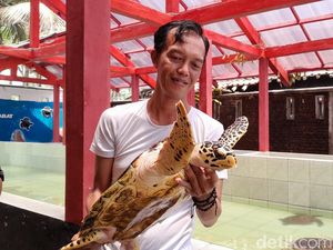 Penyu Batuhiu Pangandaran Melawan Kepunahan