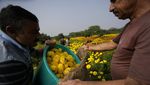 Melihat Panen Bunga Marigold di India untuk Festival Diwali