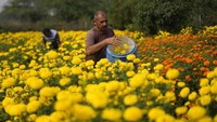 Bunga ini akan dijual untuk perayaan upacara Diwali atau biasa disebut Festival Cahaya.  