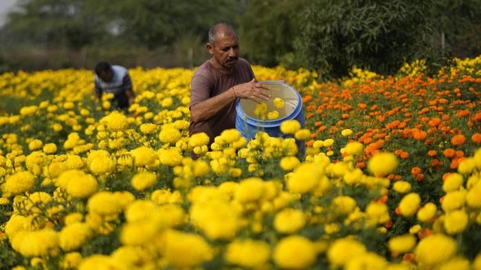 Melihat Panen Bunga Marigold di India untuk Festival Diwali People pluck marigold flowers, to be used for rituals and decorations, ahead of Diwali Festival on the outskirts of Jammu, India, Thursday, Nov. 9, 2023. Hindus light lamps, wear new clothes, exchange sweets and gifts and pray to goddess Lakshmi during the festival of lights, that will be celebrated on Nov. 12. (AP Photo/Channi Anand)