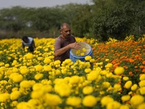 Melihat Panen Bunga Marigold di India untuk Festival Diwali