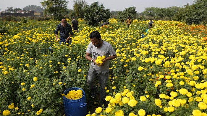 Melihat Panen Bunga Marigold di India untuk Festival Diwali People pluck marigold flowers, to be used for rituals and decorations, ahead of Diwali Festival on the outskirts of Jammu, India, Thursday, Nov. 9, 2023. Hindus light lamps, wear new clothes, exchange sweets and gifts and pray to goddess Lakshmi during the festival of lights, that will be celebrated on Nov. 12. (AP Photo/Channi Anand)