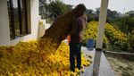 Melihat Panen Bunga Marigold di India untuk Festival Diwali