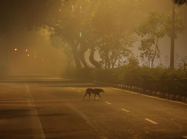 Pagi Berpolusi di New Delhi