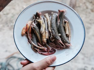 Berisi Cicak hingga Ular, 5 Makanan Ini Berhasil Bikin Heboh