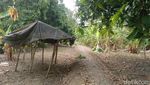 Melihat Hasil Panen dan Aktivitas Petani di Hutan Mangga Indramayu