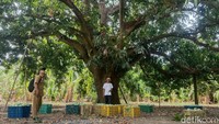 Potret pohon mangga cengkir di Agro Hutan Mangga Mangunjaya Indramayu yang diperkirakan usianya lebih dari satu abad. Terlihat ukurannya yang cukup besar bahkan sudah berlumut.(Foto: Sudedi Rasmadi/detikJabar)