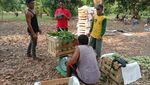 Melihat Hasil Panen dan Aktivitas Petani di Hutan Mangga Indramayu