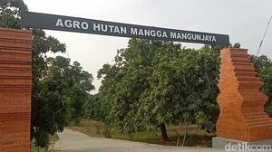 Melihat Hasil Panen dan Aktivitas Petani di Hutan Mangga Indramayu