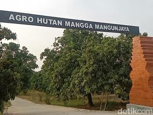 Melihat Hasil Panen dan Aktivitas Petani di Hutan Mangga Indramayu