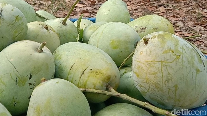 Agro Hutan Mangga Mangunjaya Indramayu Agro Hutan Mangga Mangunjaya Indramayu