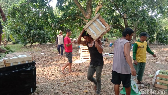Agro Hutan Mangga Mangunjaya Indramayu