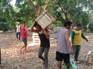 Ironi Petani Mangga Indramayu: Panen Melimpah, Harga Anjlok