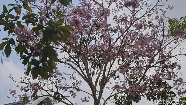 Bunga Tabebuya di Gowa