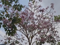 Mengenal Pohon Tabebuya, Berbunga Cantik Mirip Sakura yang Bermekaran di Gowa