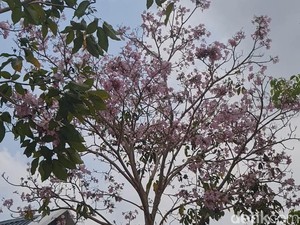 Mengenal Pohon Tabebuya, Berbunga Cantik Mirip Sakura yang Bermekaran di Gowa