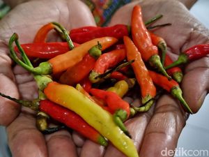 Biang Kerok Harga Cabai di Jambi Meroket