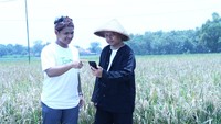 Nufarm Indonesia mendampingi petani menggunakan aplikasi TaniDoc untuk penanganan penyakit pada tanaman padi.