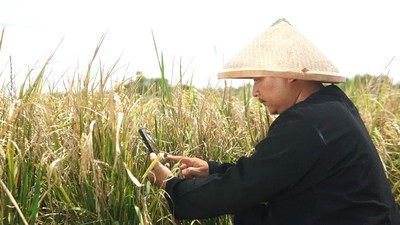 Cara Petani Deteksi Hama lewat Aplikasi Berbasis AI