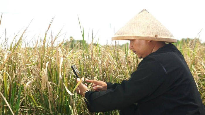 Cara Petani Deteksi Hama lewat Aplikasi Berbasis AI