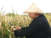 Cara Petani Deteksi Hama lewat Aplikasi Berbasis AI